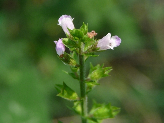 {Mosla dianthera}